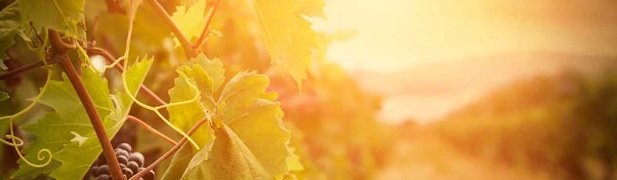 Warm weather and wine: what the drought means for California grapes